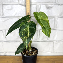 Load image into Gallery viewer, Anthurium forgetii hybrid - variegated
