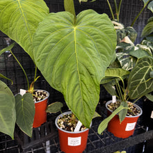 Load image into Gallery viewer, Anthurium schottianum sub velvet
