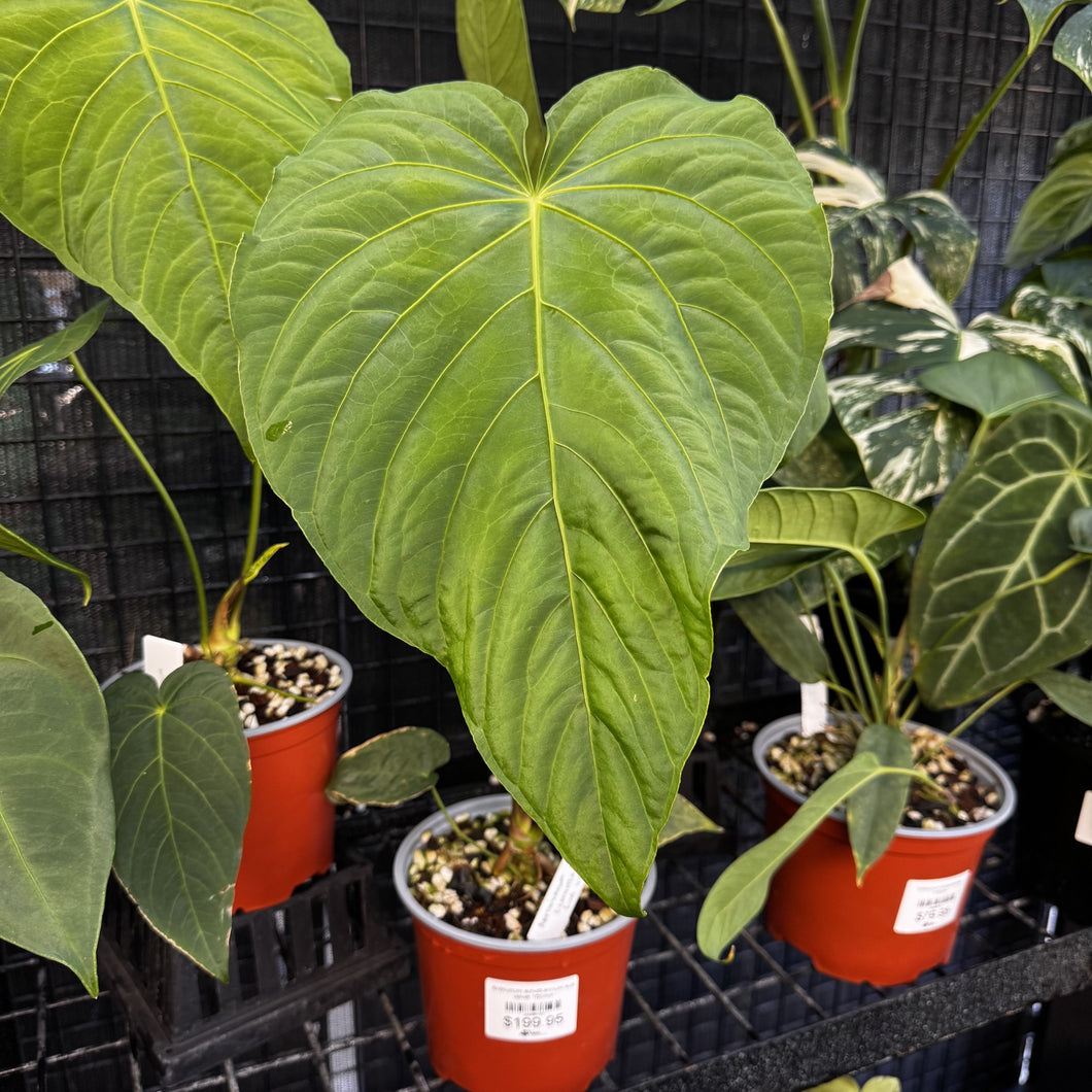 Anthurium schottianum sub velvet