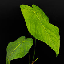 Load image into Gallery viewer, Anthurium schottianum sub velvet
