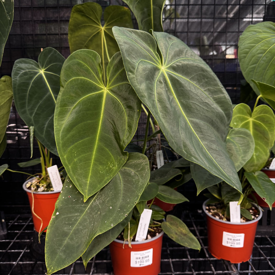 Anthurium sp. Nutibara