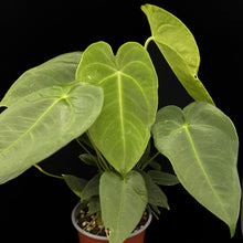 Load image into Gallery viewer, Anthurium sp. Nutibara
