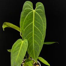 Load image into Gallery viewer, Anthurium warocqueanum x sp. Nutibara
