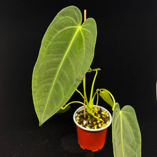 Load image into Gallery viewer, Anthurium warocqueanum x sp. Nutibara
