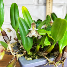 Load image into Gallery viewer, Bulbophyllum ambrosia
