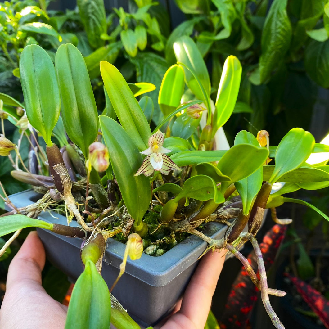 Bulbophyllum ambrosia