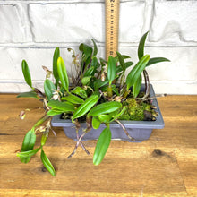 Load image into Gallery viewer, Bulbophyllum ambrosia
