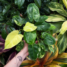 Load image into Gallery viewer, Philodendron imbe &#39;Burle Marx&#39; variegata
