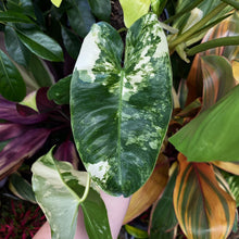 Load image into Gallery viewer, Philodendron imbe &#39;Burle Marx&#39; variegata
