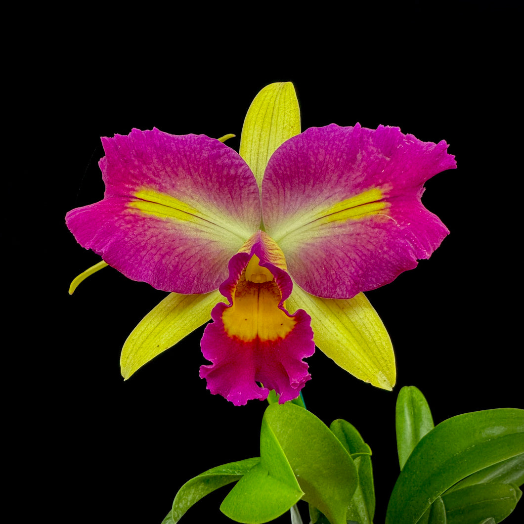 Cattleya Chinkara Topaz
