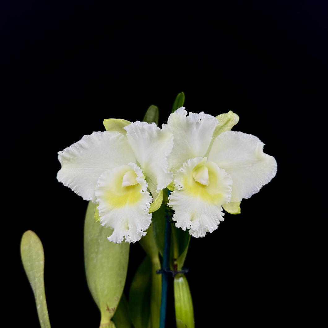 Cattleya Bernadine Kennedy 'White Jewel'