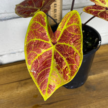 Load image into Gallery viewer, Caladium &#39;New Wave&#39;
