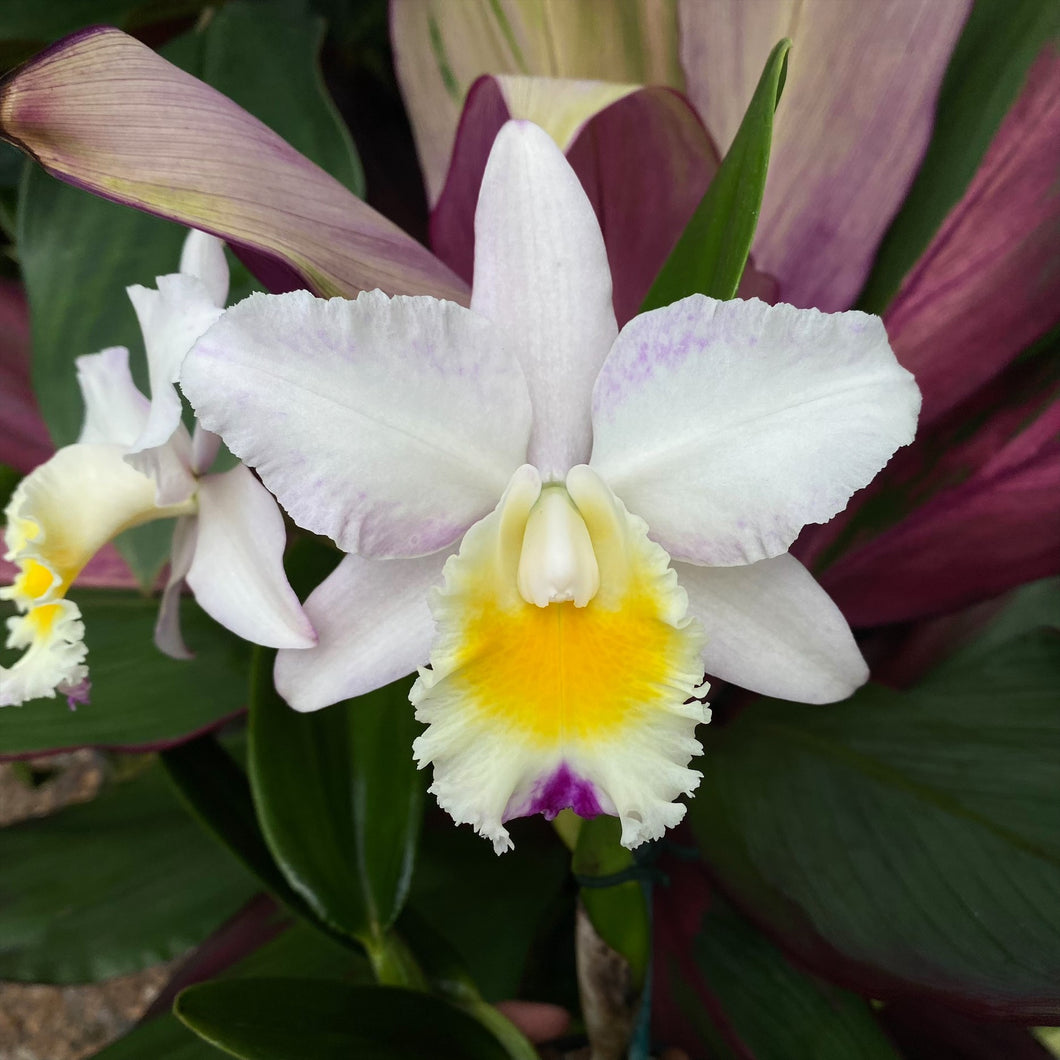 Cattleya Stylish 'Topaz'