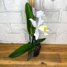 Load image into Gallery viewer, Cattleya Stylish &#39;Topaz&#39;
