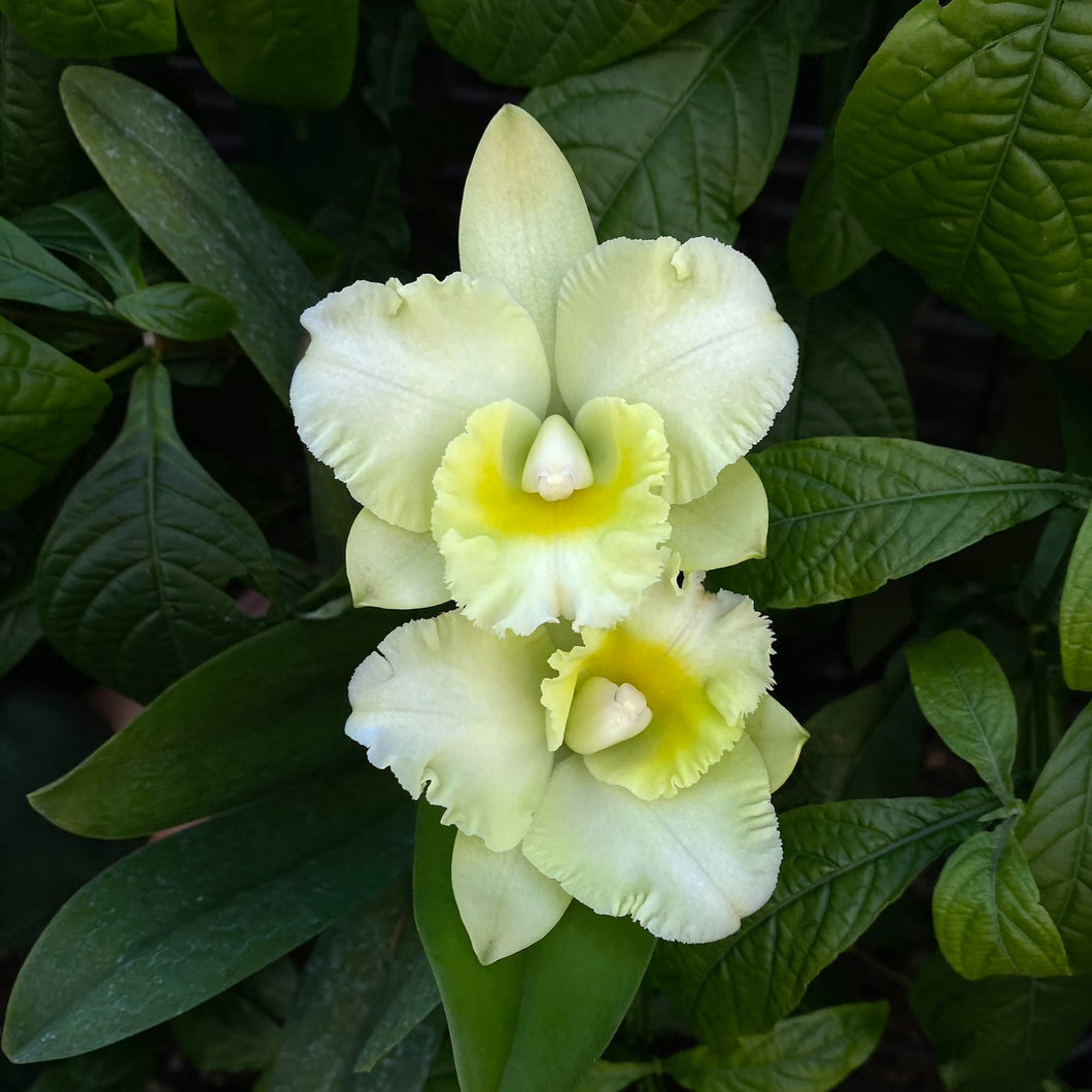 Cattleya Topaz Jardin 'Fresh'