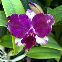 Load image into Gallery viewer, Cattleya Topaz Suitor &#39;Butterfly&#39;
