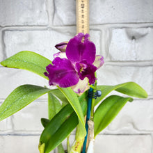 Load image into Gallery viewer, Cattleya Topaz Suitor &#39;Butterfly&#39;
