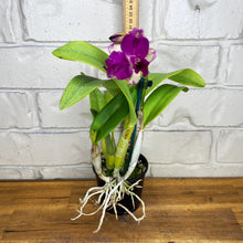 Load image into Gallery viewer, Cattleya Topaz Suitor &#39;Butterfly&#39;
