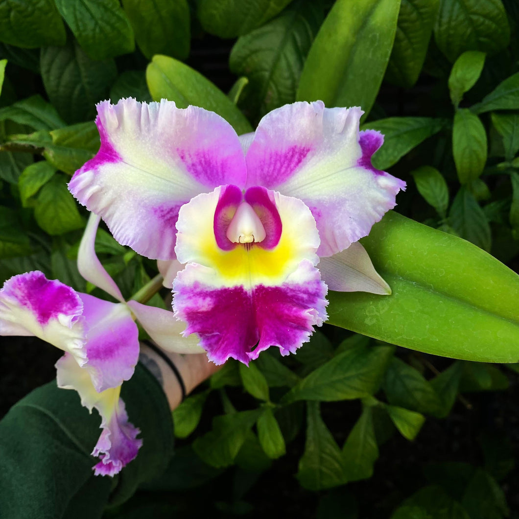 Cattleya Acqua Splash 'Topaz Bolina'