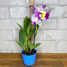 Load image into Gallery viewer, Cattleya Acqua Splash &#39;Topaz Bolina&#39;
