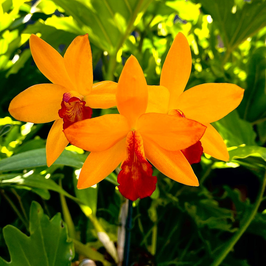 Cattleya Doozy Golden 'Topaz'