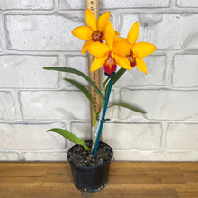 Load image into Gallery viewer, Cattleya Doozy Golden &#39;Topaz&#39;
