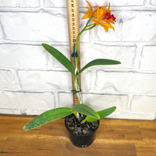 Load image into Gallery viewer, Cattleya Doozy Golden &#39;Topaz&#39;
