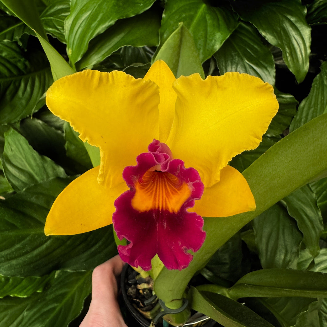 Cattleya (Rlc.) Toshie's Magic H Sinying