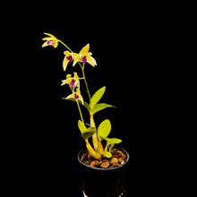 Load image into Gallery viewer, Dendrobium (Australian Obsession &#39;PP&#39; x Auscobber) x speciosum
