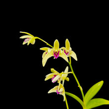 Load image into Gallery viewer, Dendrobium (Australian Obsession &#39;PP&#39; x Auscobber) x speciosum
