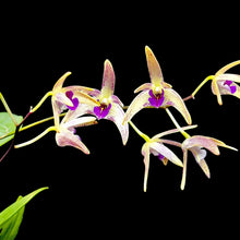 Load image into Gallery viewer, Dendrobium (Australian Obsession &#39;PP&#39; x Auscobber) x speciosum
