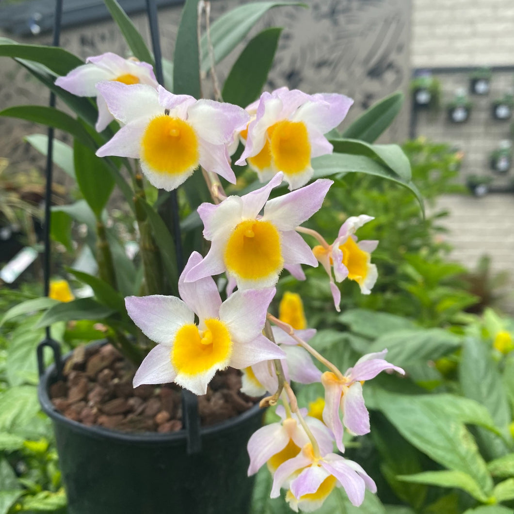 Dendrobium Floralia