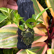 Load image into Gallery viewer, Dendrobium hibiki
