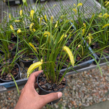 Load image into Gallery viewer, Dendrochilum wenzelii &#39;Yellow Form&#39;
