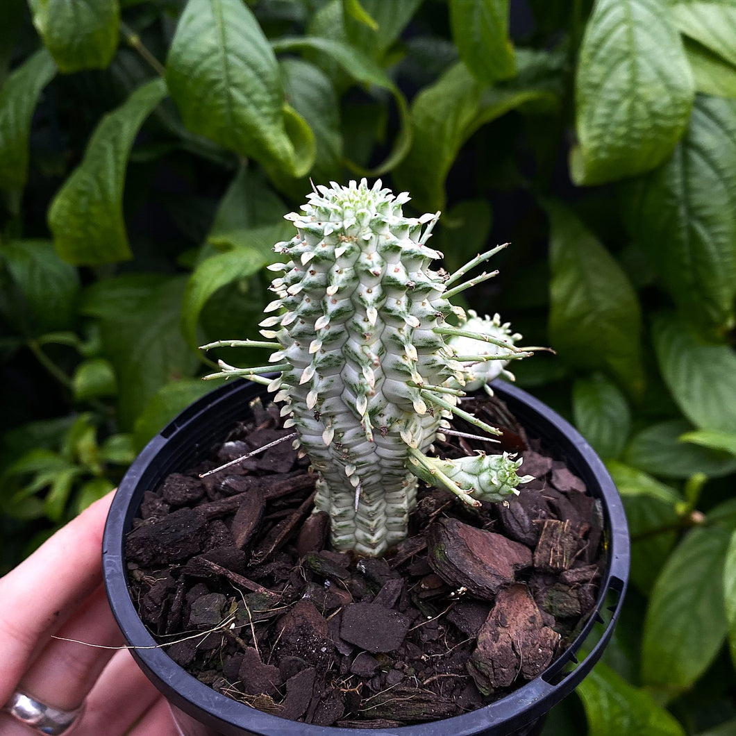 Euphorbia mammillaris 'Variegated Corn Cob Cactus'