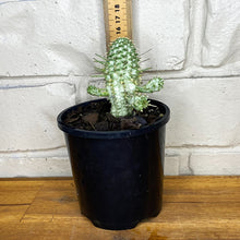 Load image into Gallery viewer, Euphorbia mammillaris &#39;Variegated Corn Cob Cactus&#39;
