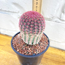 Load image into Gallery viewer, Echinocereus rigidissimus ssp. rubrispinus
