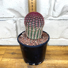 Load image into Gallery viewer, Echinocereus rigidissimus ssp. rubrispinus
