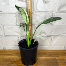 Load image into Gallery viewer, Epipremnum giganteum variegata

