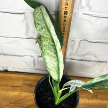 Load image into Gallery viewer, Epipremnum giganteum variegata
