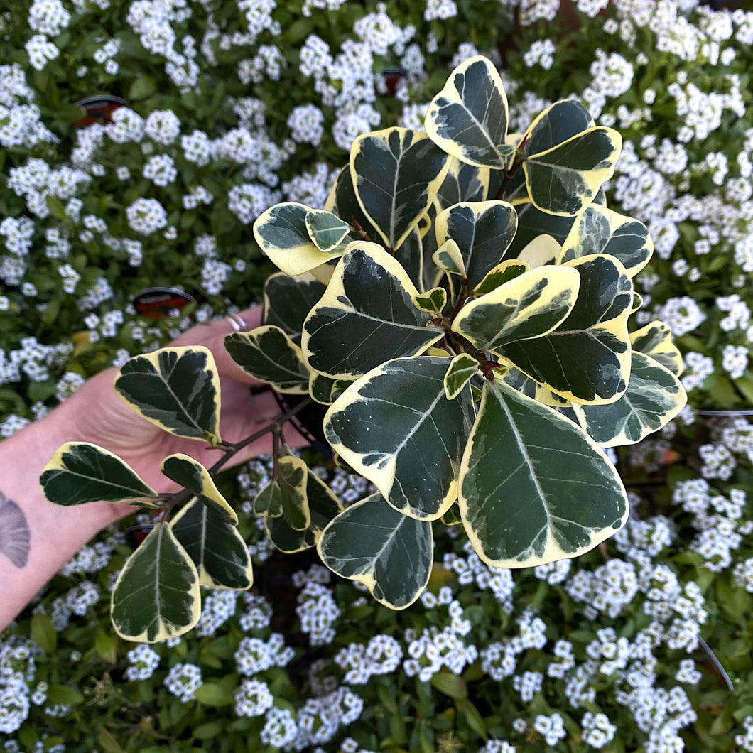 Ficus triangularis 'Albo'