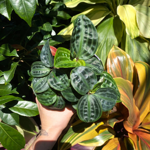 Buy great quality Wholesale Indoor Plants Online Brisbane Page 2