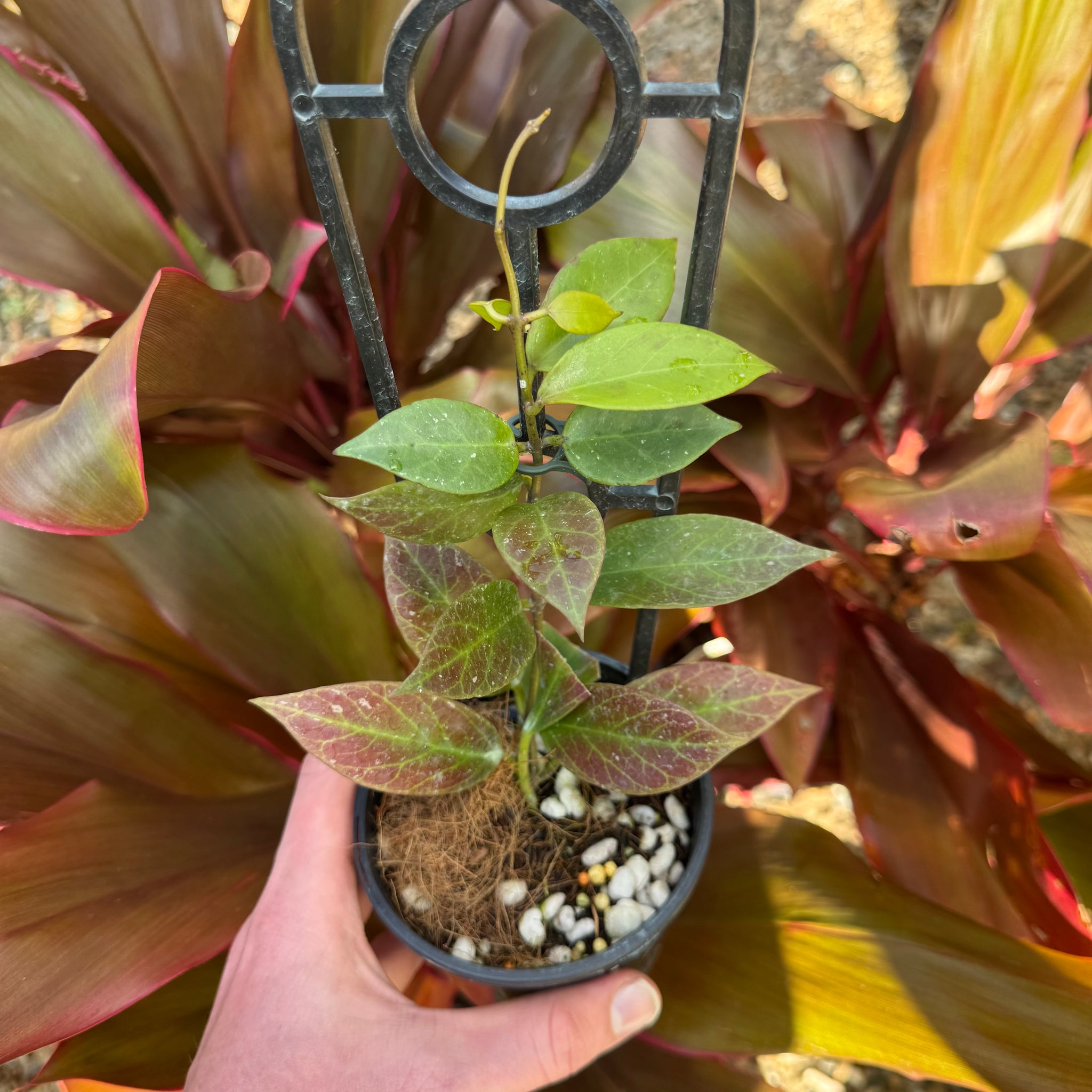 Uncommon Plants – The Tropic Gardener