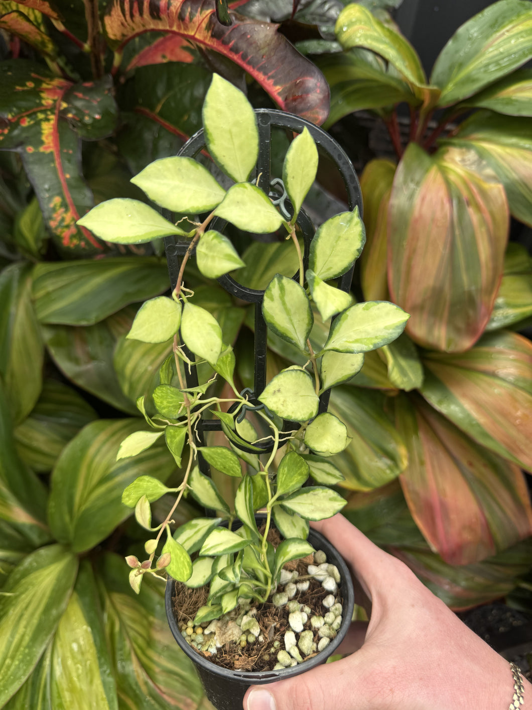Hoya Heuschkeliana Variegata