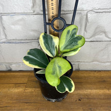 Load image into Gallery viewer, Hoya kerrii albomarginata
