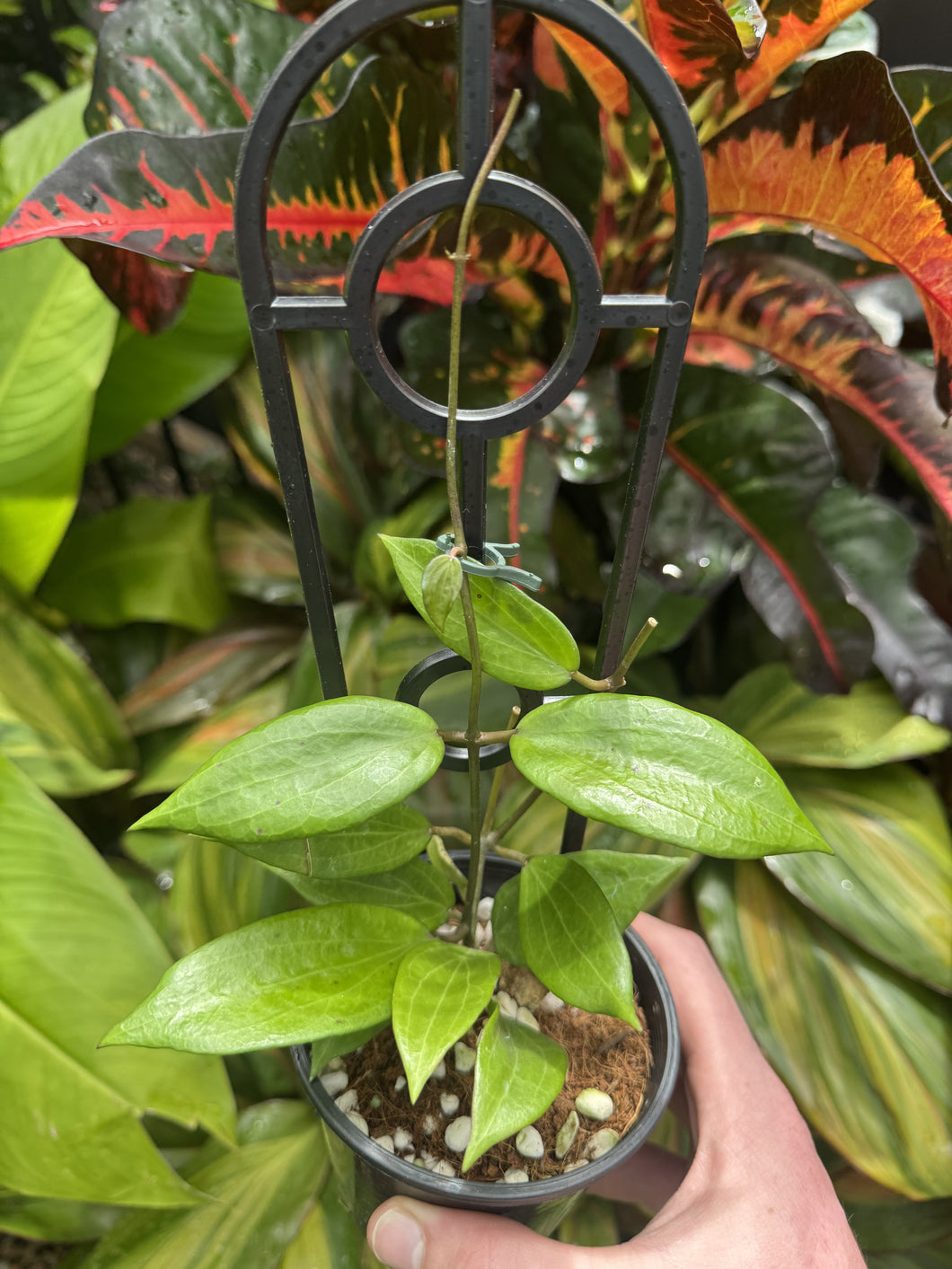 Hoya merrillii