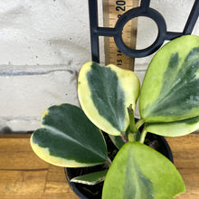Load image into Gallery viewer, Hoya kerrii albomarginata
