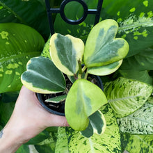 Load image into Gallery viewer, Hoya kerrii albomarginata
