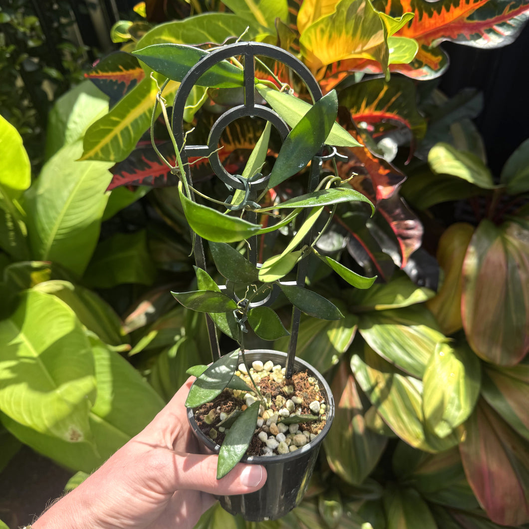 Hoya 'Davidcummingii'