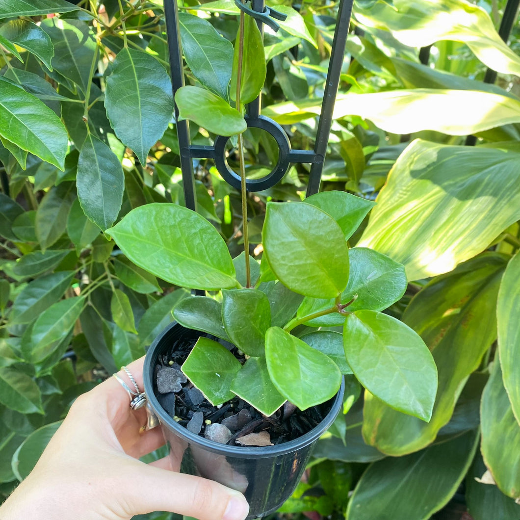 Hoya australis